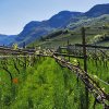 Einführung in die Welt der Weine